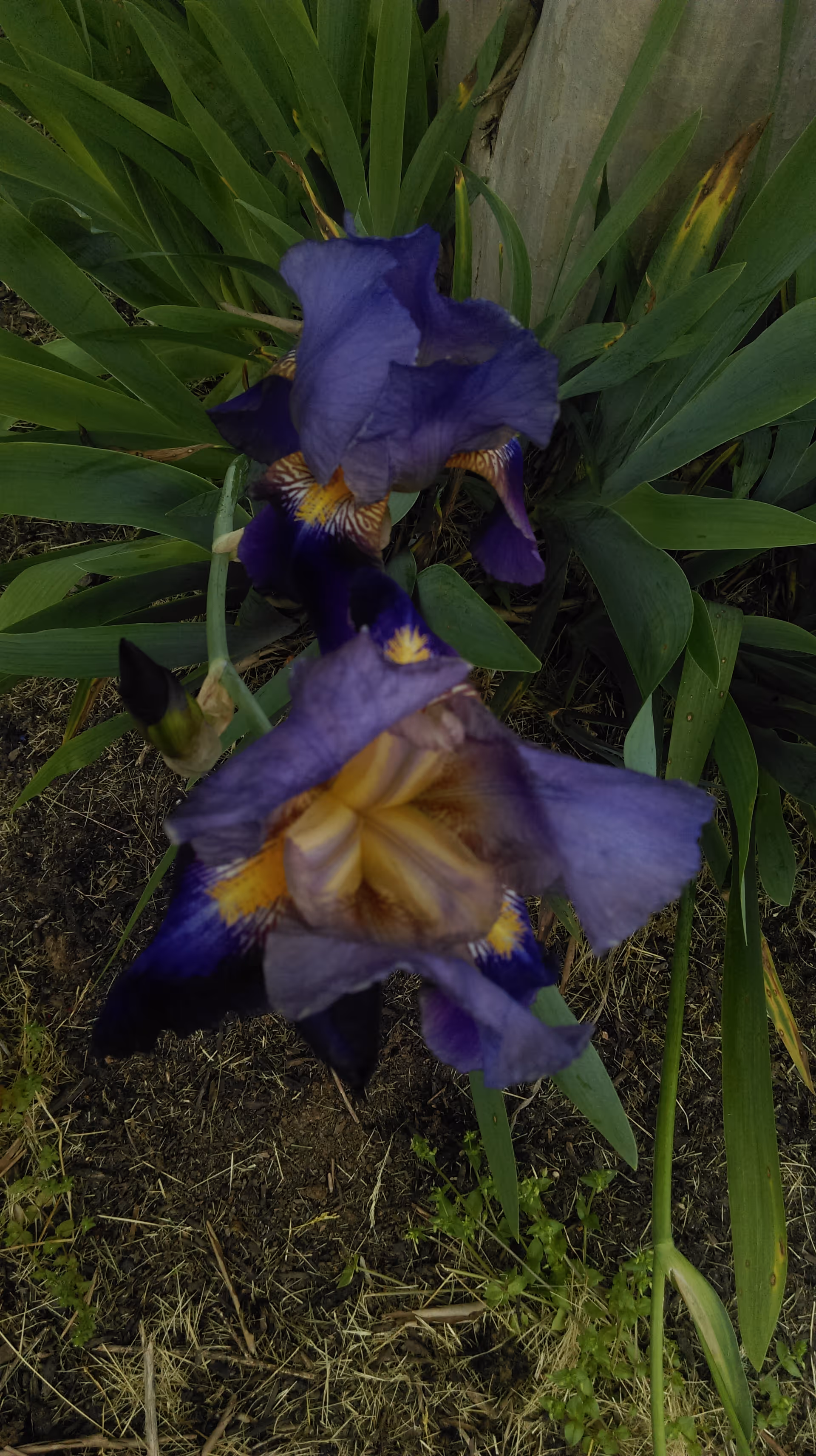 Close-up view of two purple iris flowers with green leaves and soil in the background.
