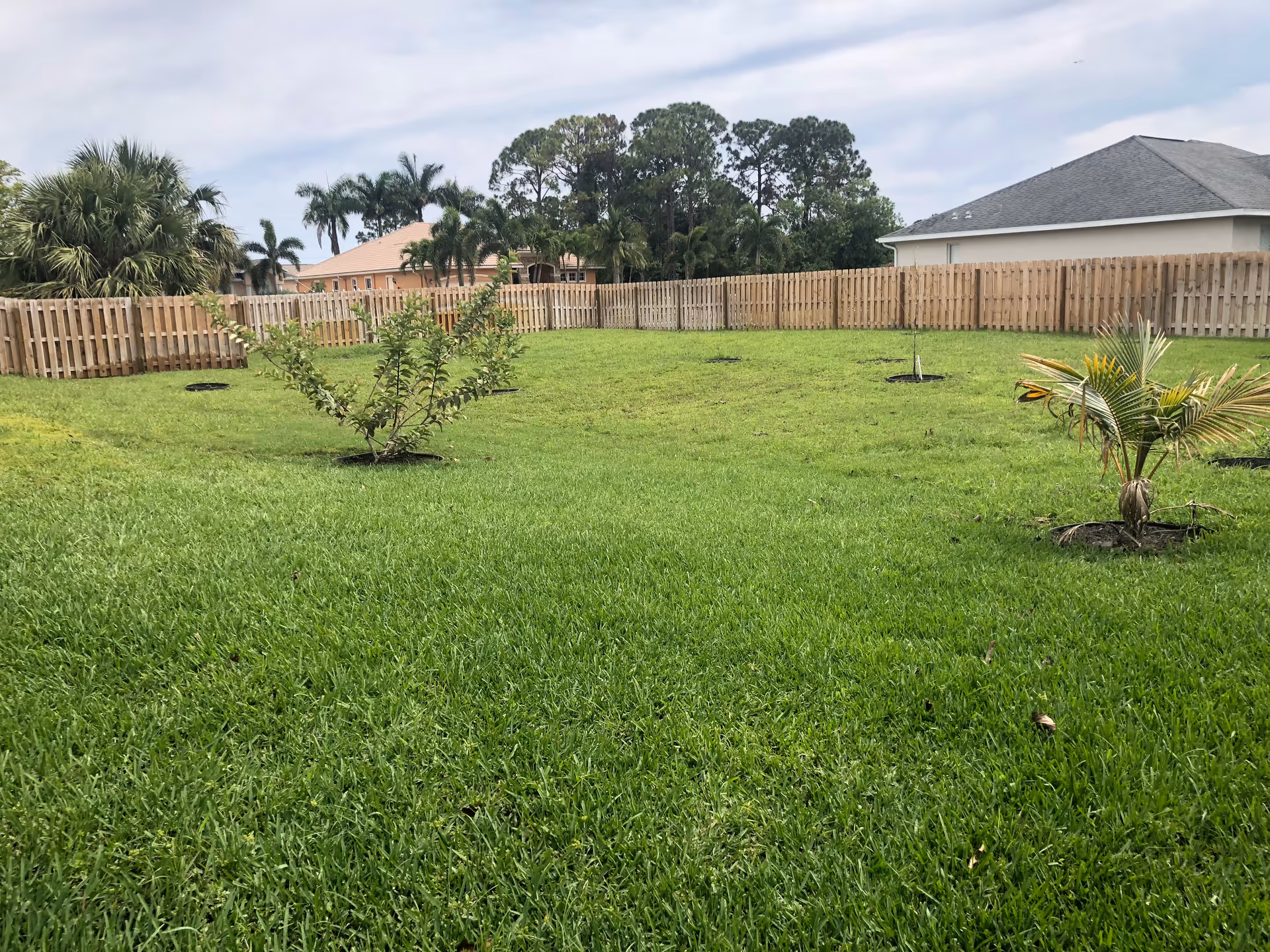 A fenced backyard with green grass and several small palm trees and shrubs planted in the ground. There are houses and tall palm trees visible in the background under a cloudy sky.