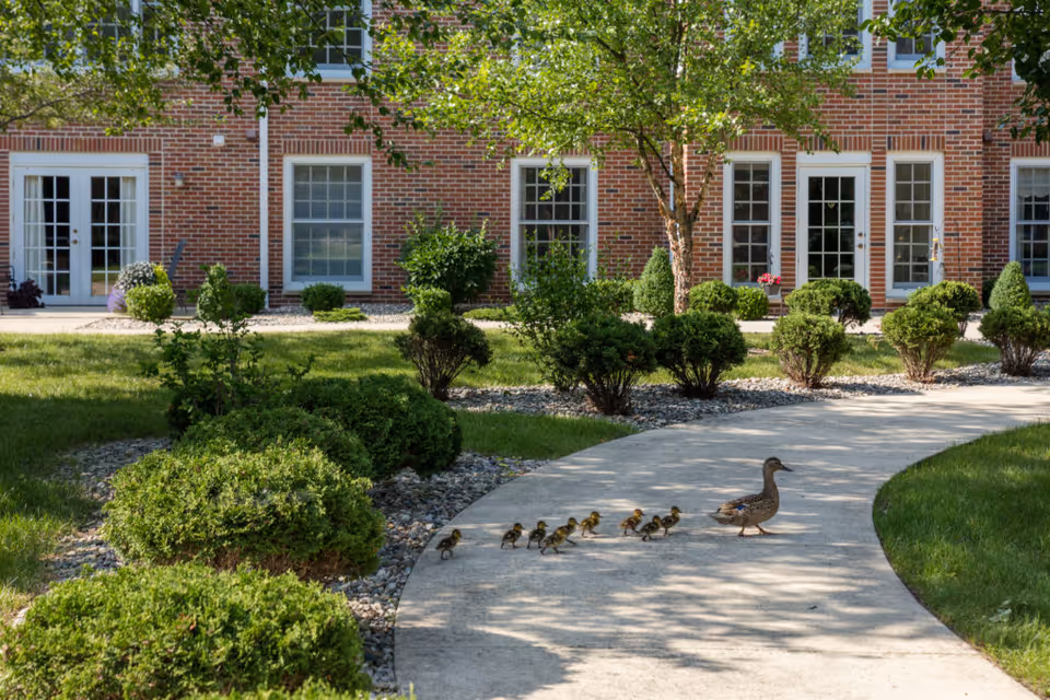 A mother duck leads a line of ducklings across a curving concrete path in a landscaped courtyard in front of a brick retirement community building.