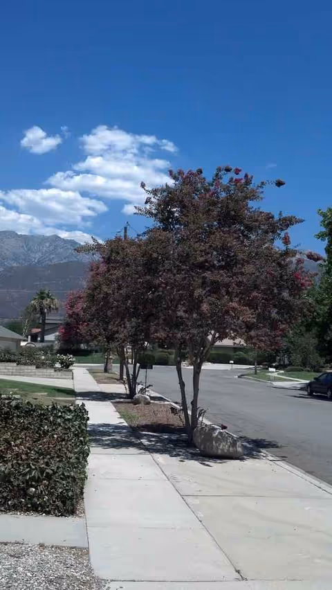 Sunny street exterior view with trees, sidewalk, and distant mountains.