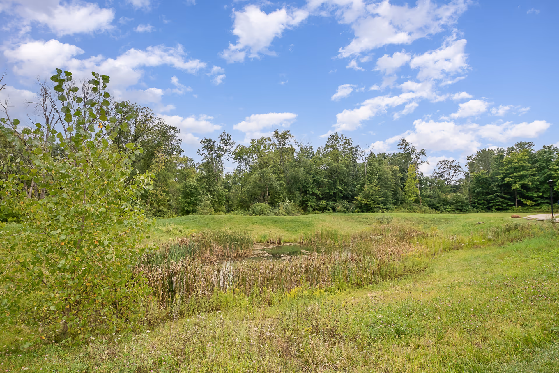 A scenic outdoor area with a small pond surrounded by grass and reeds, bordered by a variety of green trees under a partly cloudy blue sky.