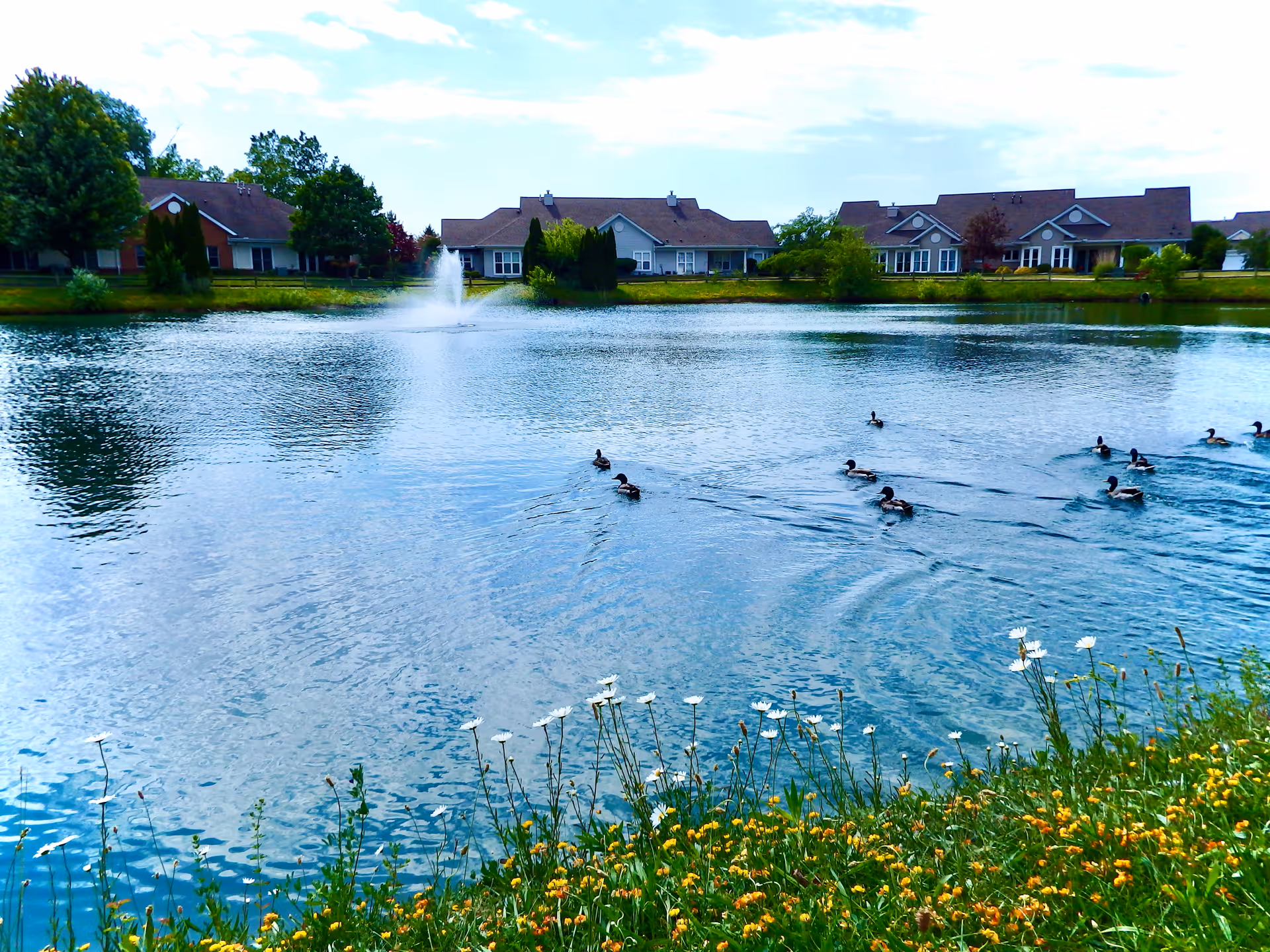 Pond with ducks and a fountain, wildflowers in the foreground and single-story homes across the water.
