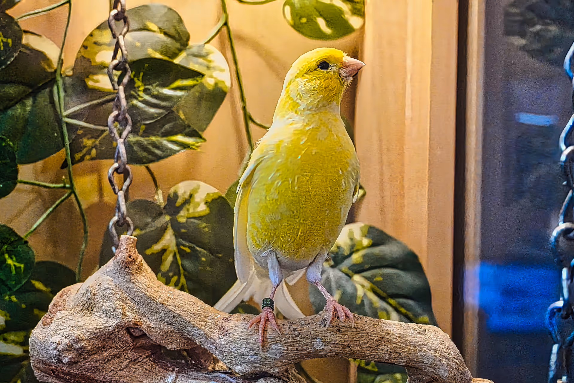 A yellow bird perched on a wooden branch inside an enclosure with green leafy plants in the background and metal chains hanging nearby.