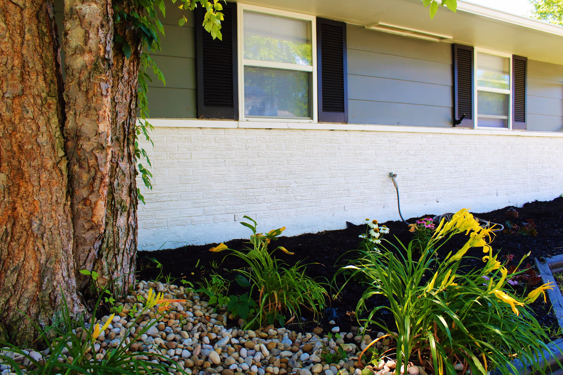 Outdoor garden area next to a building with gray siding and white brick lower wall. There are two windows with black shutters, a tree trunk on the left, and various plants and flowers growing in a bed of rocks and mulch.