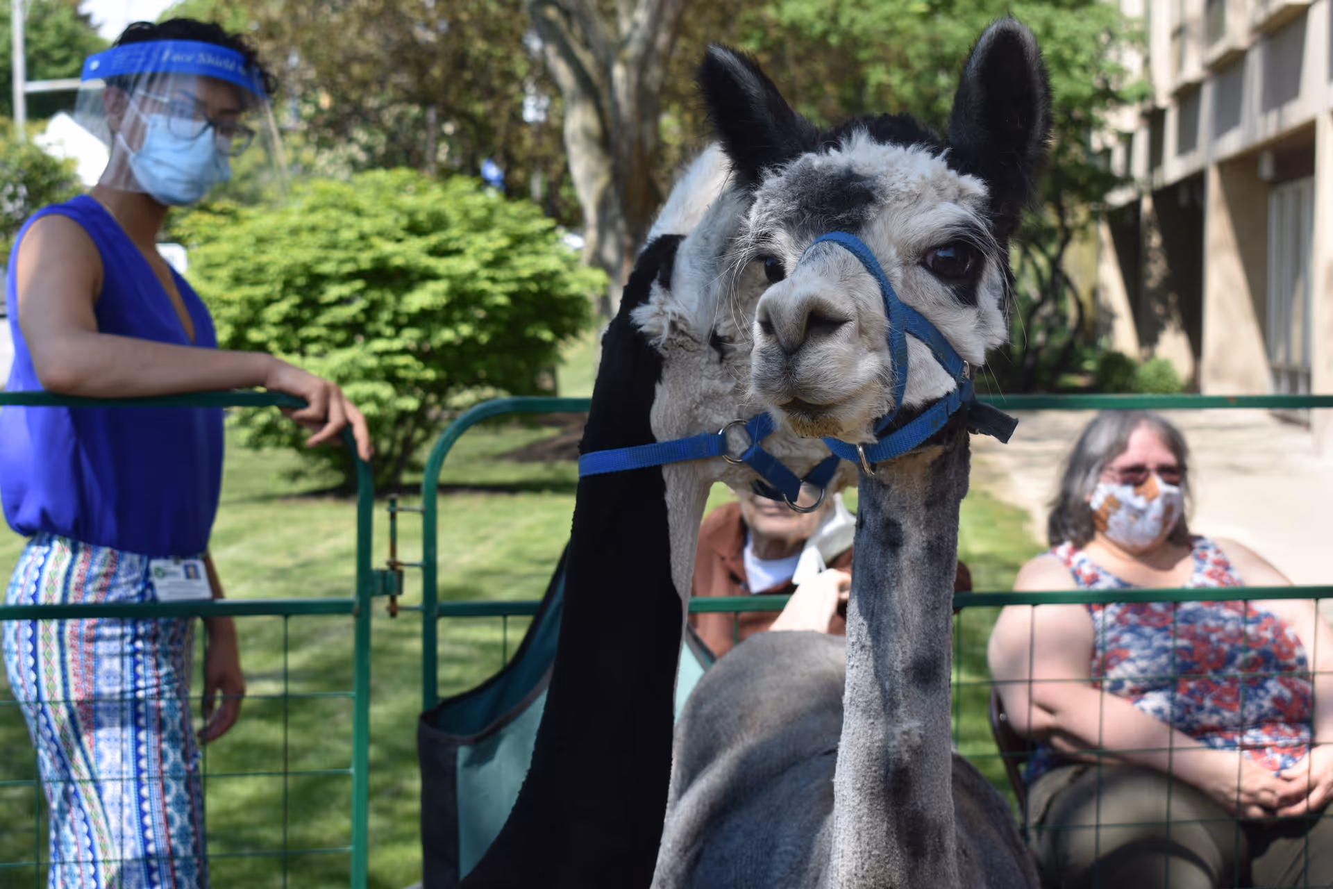 A close-up of two llamas, one black and one white with black spots, standing behind a green metal fence. A woman wearing a face shield, mask, and colorful pants stands to the left holding the fence. Two seated people wearing masks are visible in the background outdoors near a building and greenery.