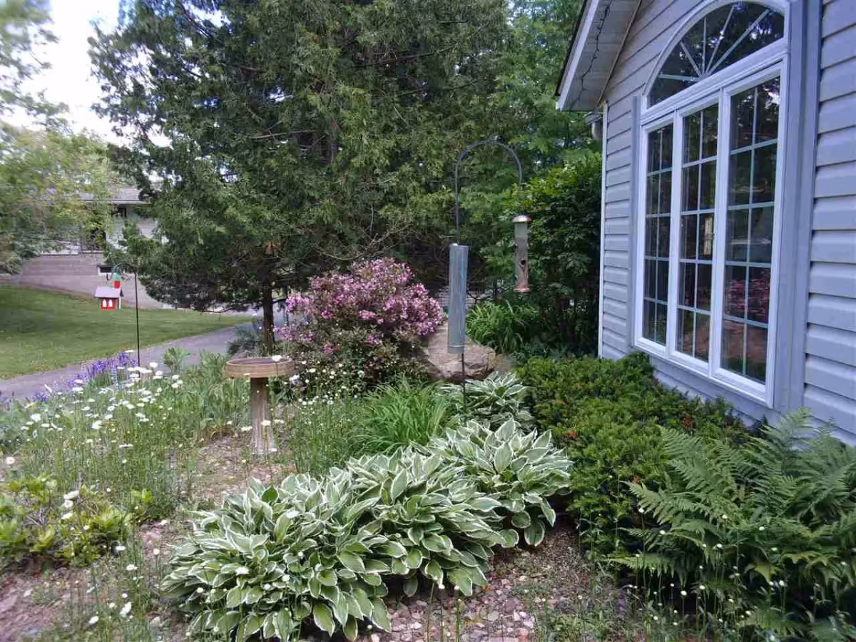 Front yard garden with hostas, flowers and bird feeders beside a light-gray house with a large window.