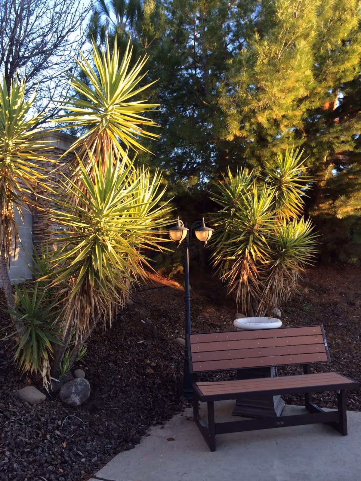 Outdoor garden area with a wooden bench, a small black lamp post with two lanterns, and several spiky green plants and trees in the background. The ground is covered with dark mulch and there is a concrete pathway in front of the bench.