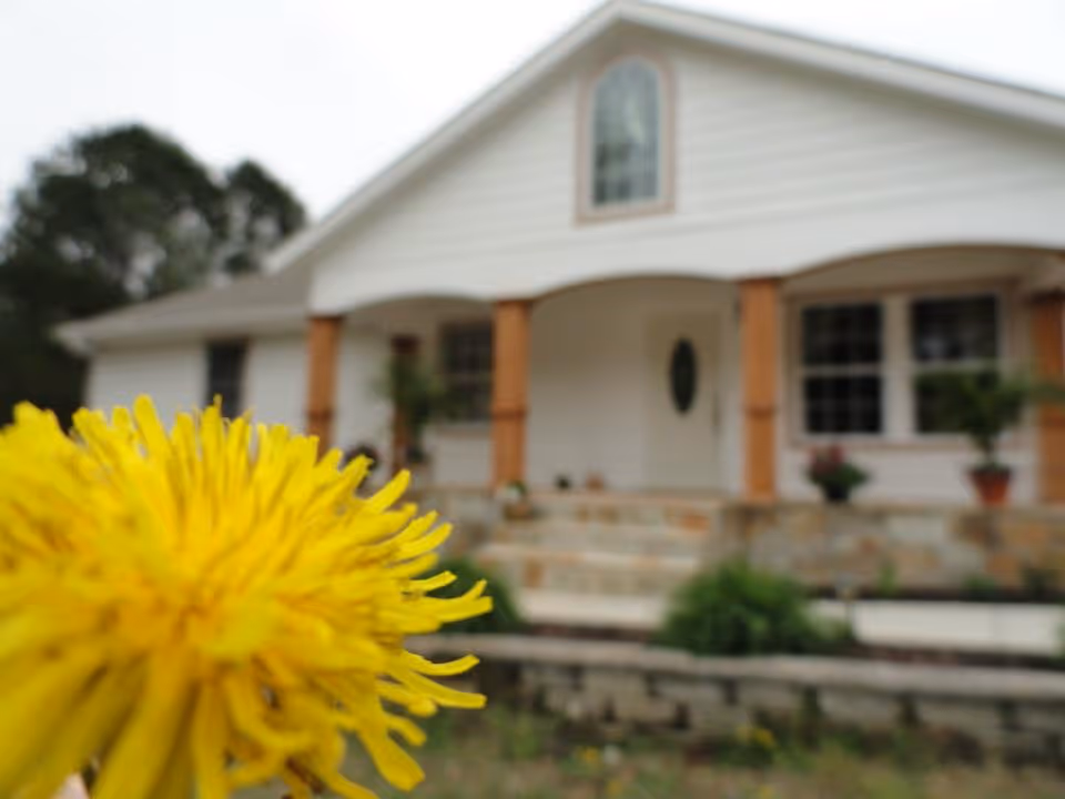 A close-up of a bright yellow dandelion flower with a white house featuring a porch and wooden columns in the blurred background.