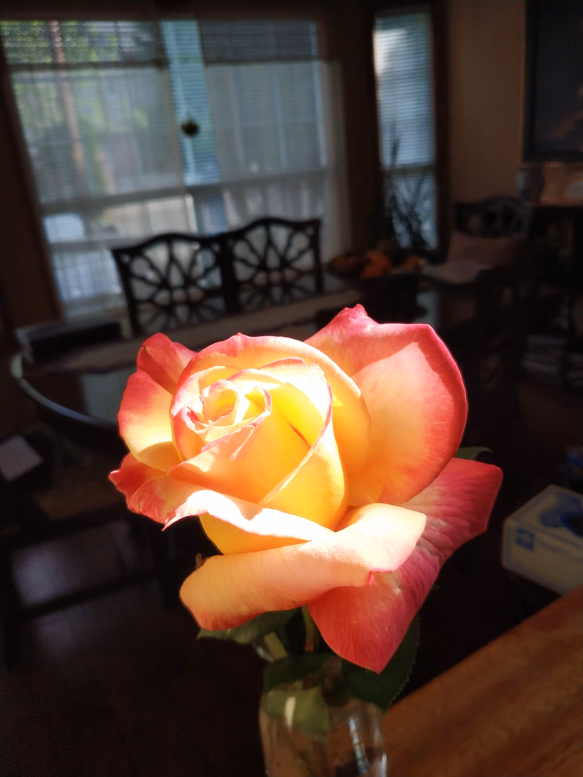Close-up of a yellow and pink rose in a glass vase with a dimly lit dining room in the background featuring a table and chairs near windows with blinds.