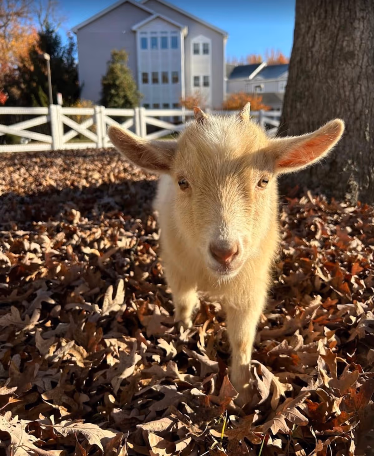 A close-up of a small light brown goat standing on dry fallen leaves outdoors with a white fence, trees, and a building in the background under a clear blue sky.