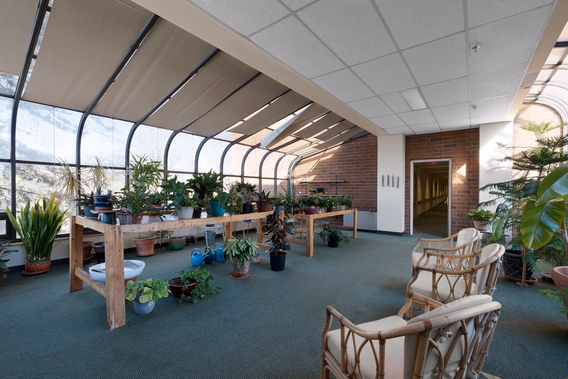 Indoor sunroom or greenhouse area with large curved windows and beige blinds partially drawn. Several potted plants are arranged on a wooden table and on the green carpeted floor. Three cushioned wicker chairs are placed near the right side. A brick wall and an open doorway leading to a hallway are visible in the background.
