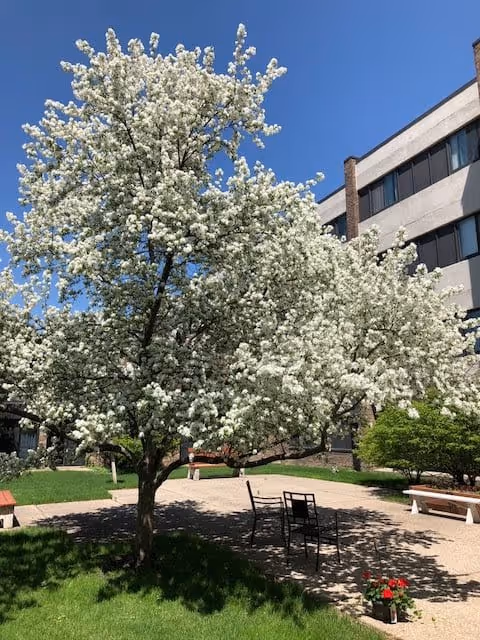 A blooming white-flowered tree in a courtyard with green grass, a paved area with two black metal chairs, a bench, and a multi-story building in the background under a clear blue sky.