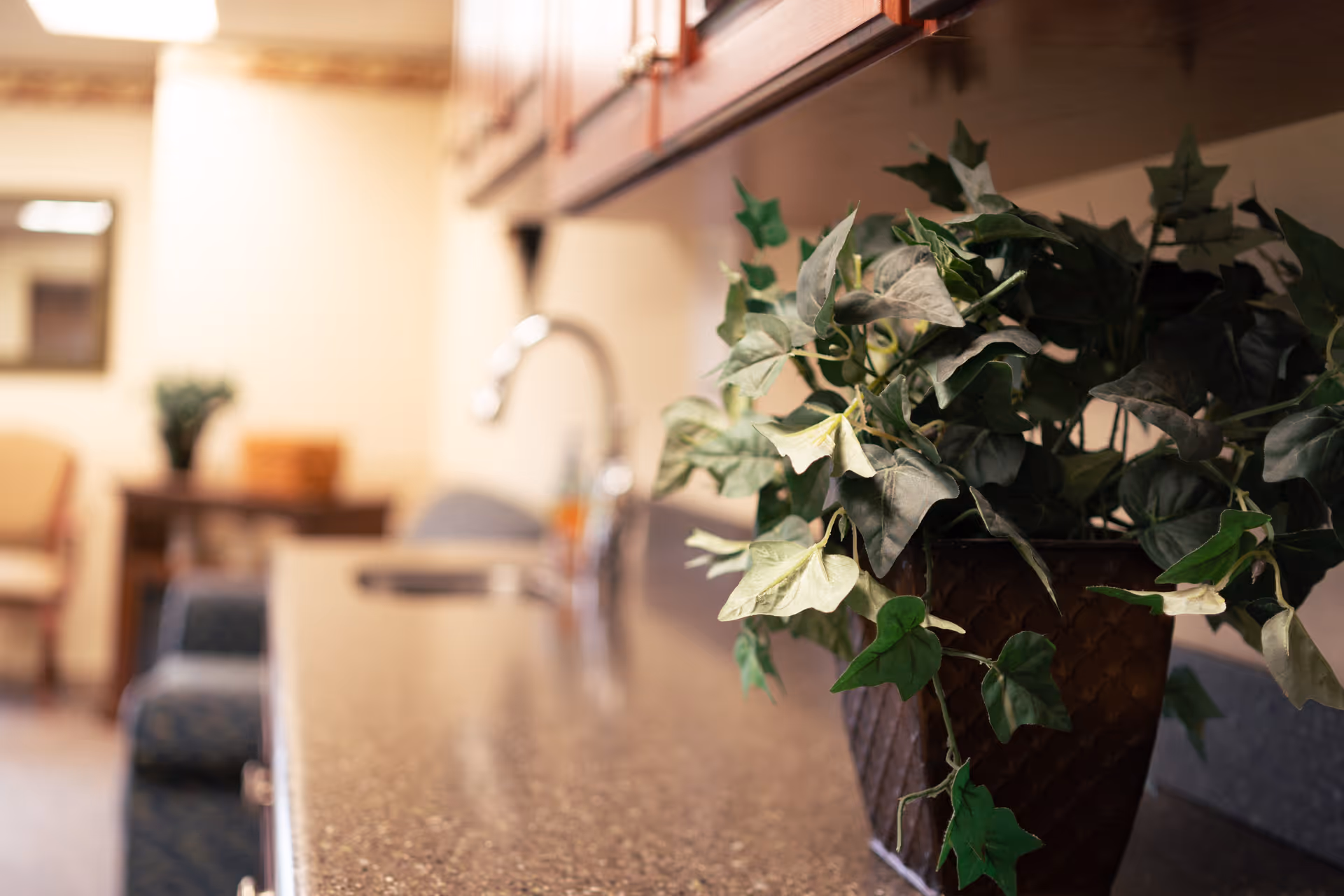 Close-up of a green leafy potted plant on a kitchen countertop with a blurred background showing a faucet, cabinets, and seating area in a warm-toned room.