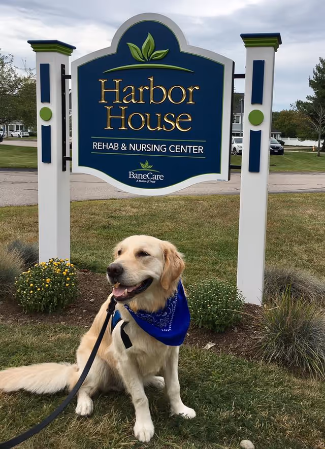 A golden retriever wearing a blue bandana sits on the grass in front of a Harbor House Rehab & Nursing Center sign.