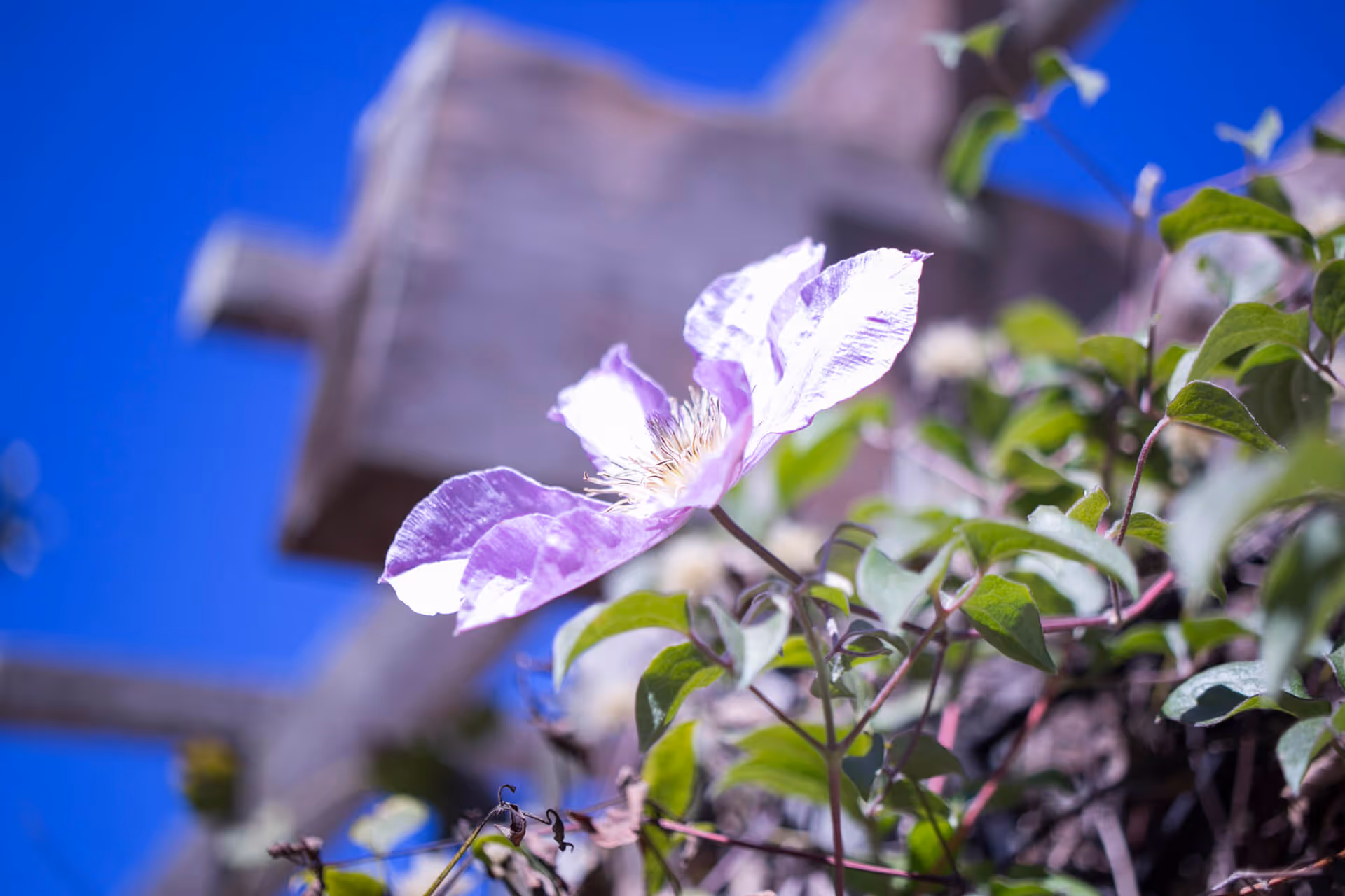Close-up of a purple flower and green leaves in front of a wooden trellis against a bright blue sky.
