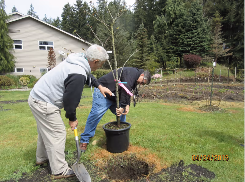Two men outdoors planting a young tree in a black pot on a grassy area near a garden. One man is holding the tree steady while the other is digging a hole with a shovel. There is a house and trees in the background.
