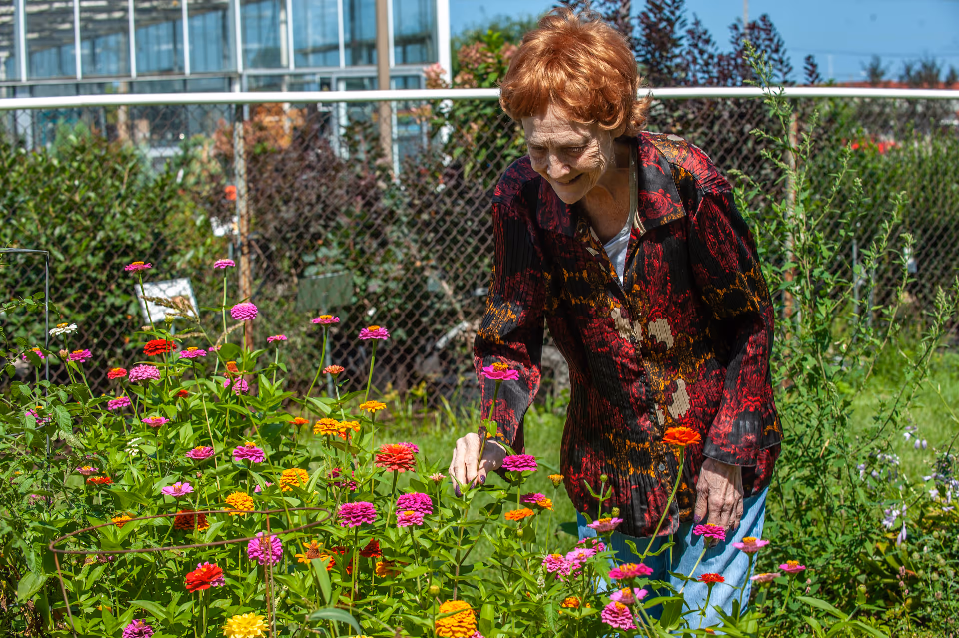 An elderly woman with red hair wearing a patterned dark red and black jacket is tending to colorful flowers in a garden on a sunny day. There is a chain-link fence and greenery in the background.