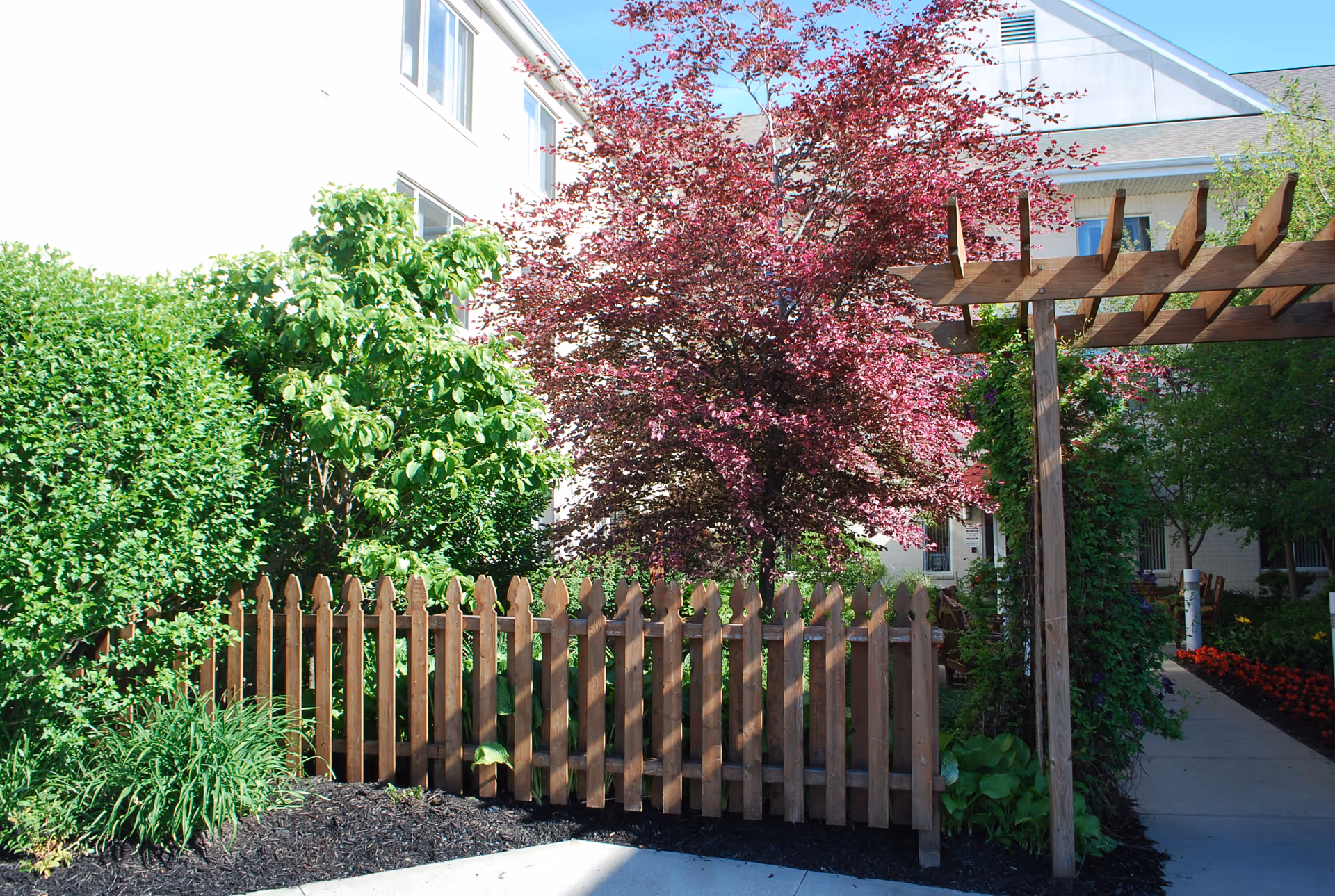 A garden area with a wooden picket fence and a wooden pergola. There are various green shrubs and a tree with red leaves. A building with white walls and windows is visible in the background under a clear blue sky.