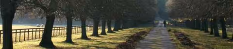 Tree-lined outdoor walkway with a central path between rows of trees.