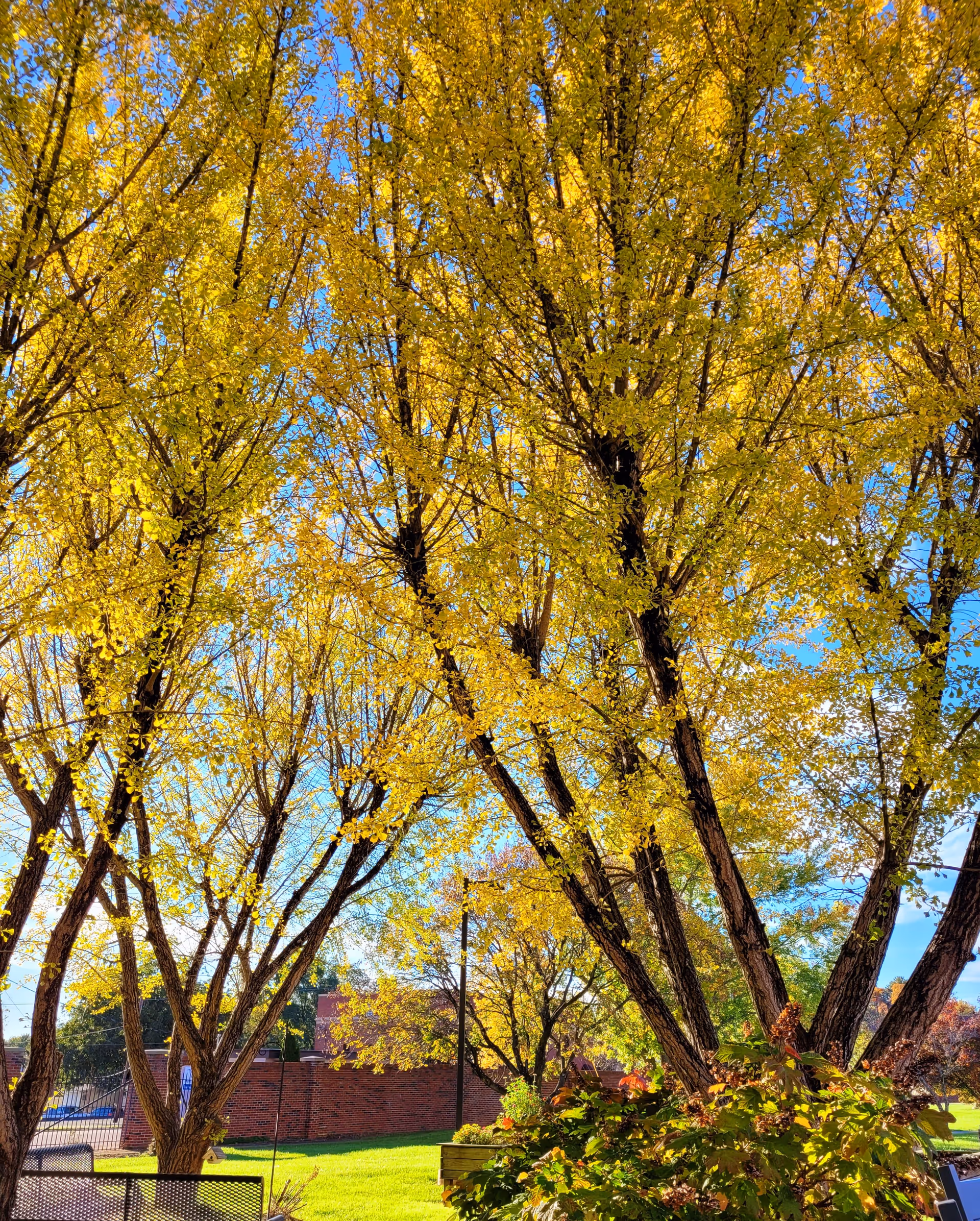 Sunlit outdoor scene with tall trees of yellow autumn leaves, a green lawn, and a brick building wall in the background.