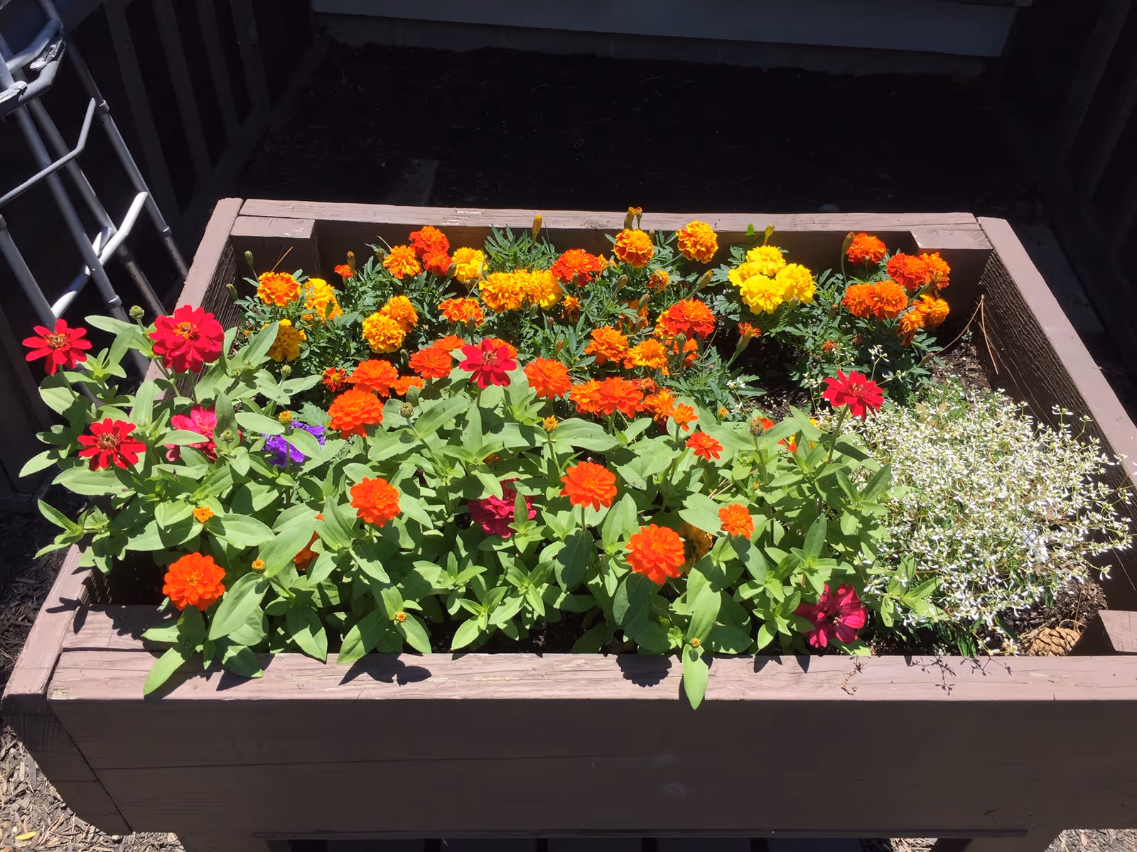 A wooden raised planter box filled with bright orange, yellow, red and purple flowers in sunlight.