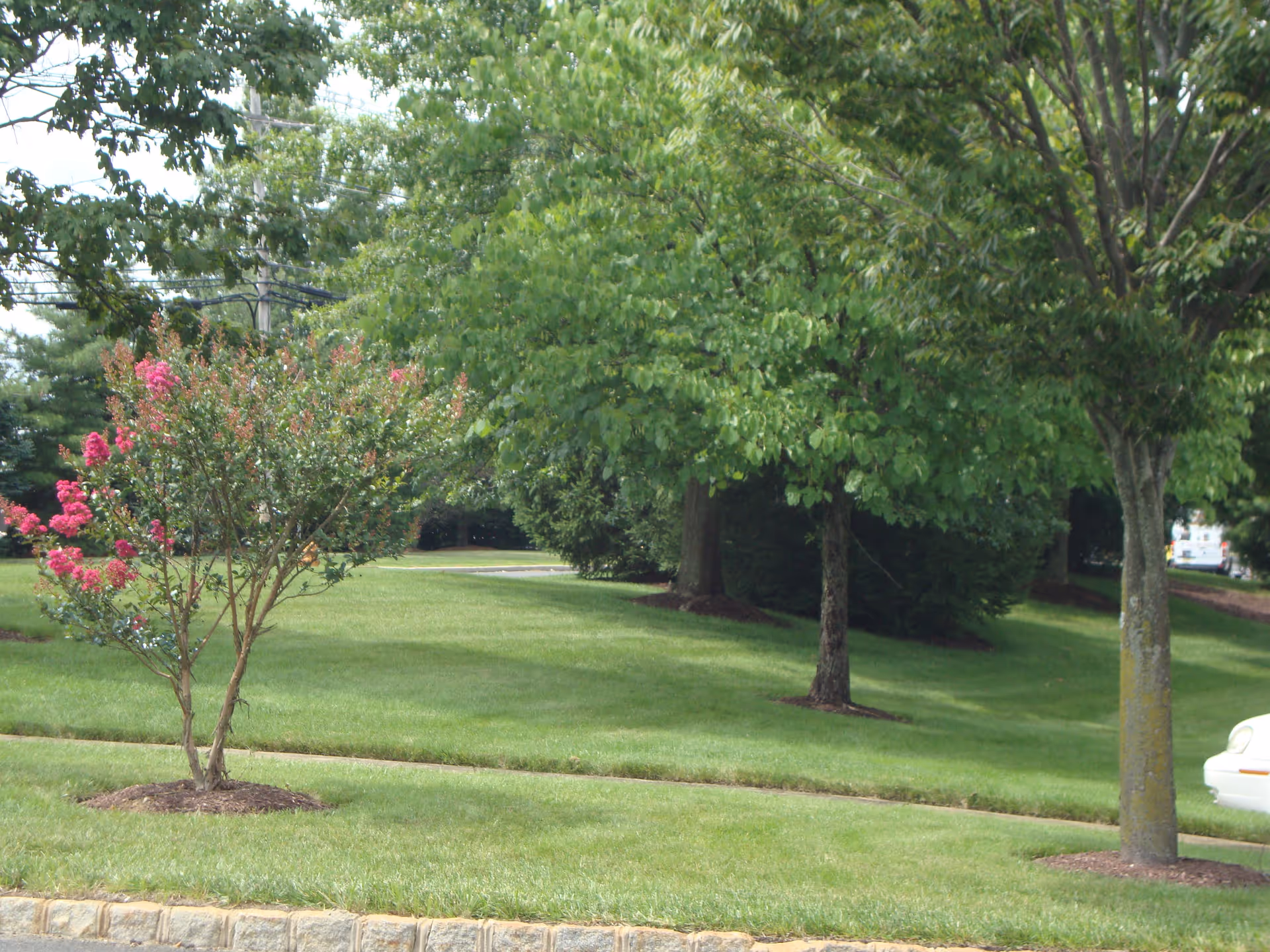 A green outdoor area with neatly trimmed grass, several trees, and a small flowering shrub with pink flowers. A white car is partially visible on the right side of the image.
