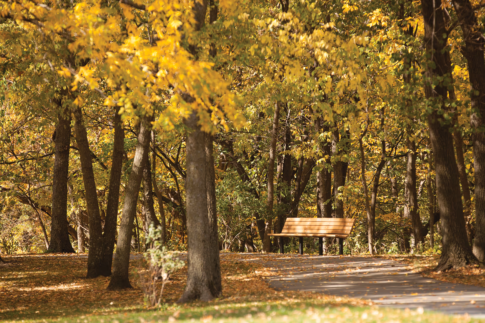 A wooden park bench beside a paved path surrounded by trees with golden autumn leaves.
