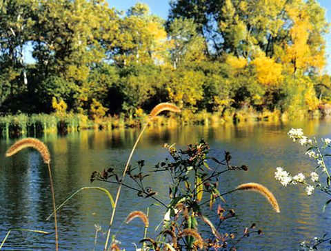 A peaceful outdoor scene featuring a calm pond surrounded by lush green and yellow trees with some tall grasses and wildflowers in the foreground.