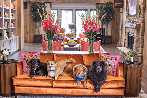 Four dogs sitting on an orange velvet sofa in a brightly decorated living room with flowers and a fireplace in the background.