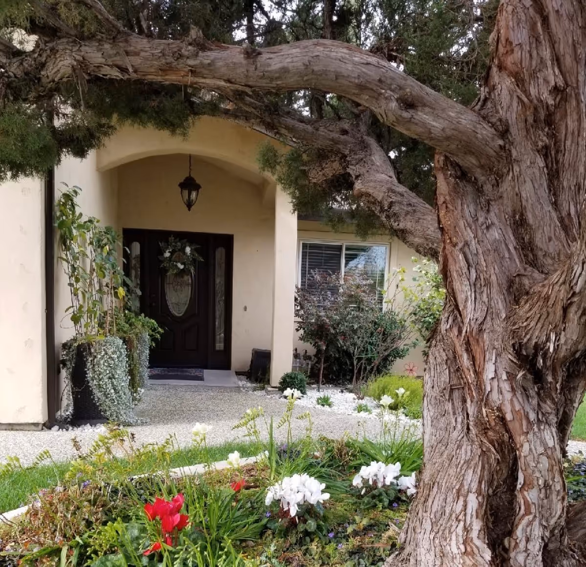 Front entrance of a home with a dark wooden door decorated with a floral wreath, surrounded by plants and shrubs. A large tree with textured bark is in the foreground, and a flower bed with red and white flowers is visible near the entrance.