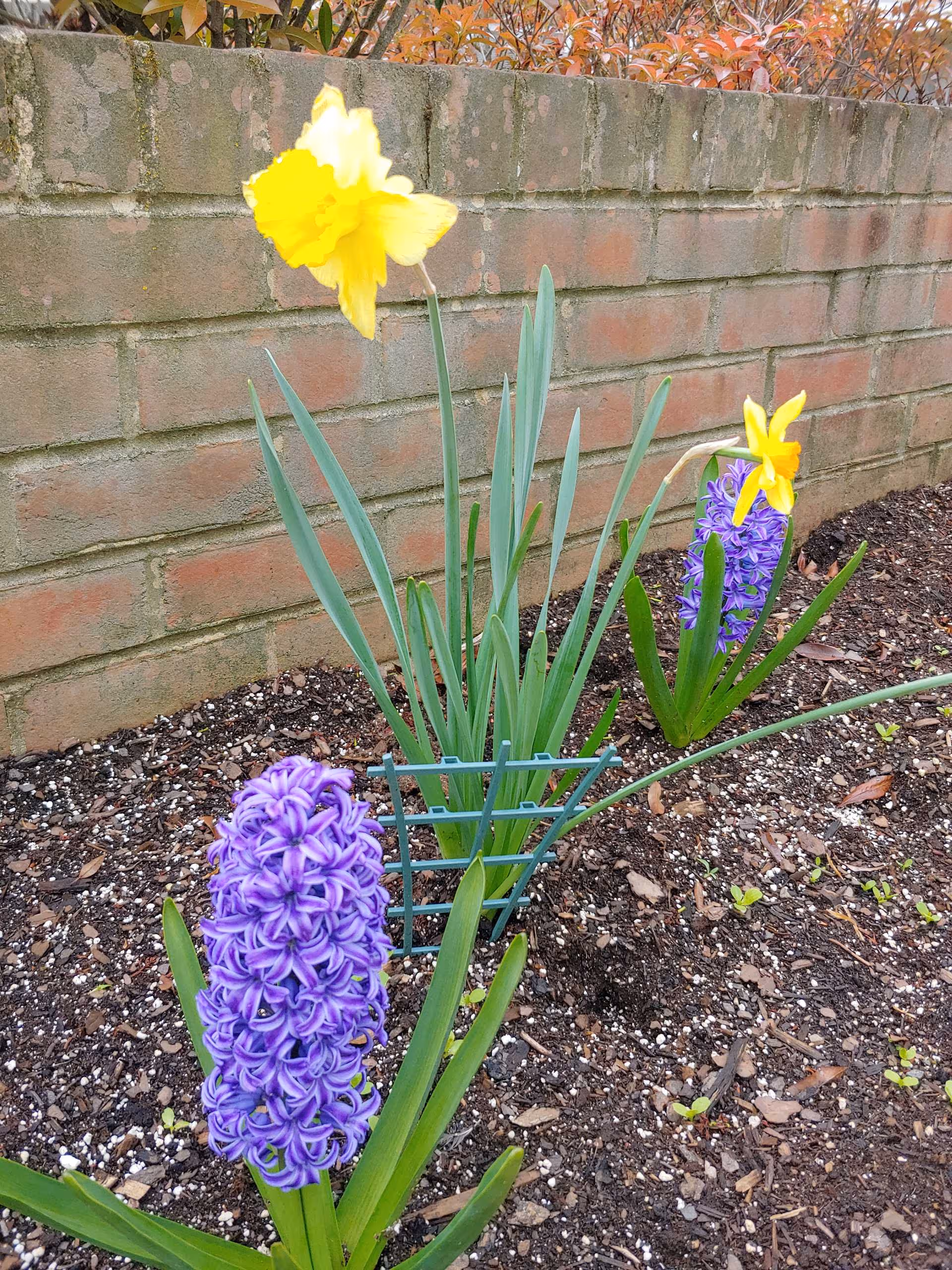 A small garden bed with blooming flowers including purple hyacinths and yellow daffodils in front of a brick wall with some foliage visible above the wall.