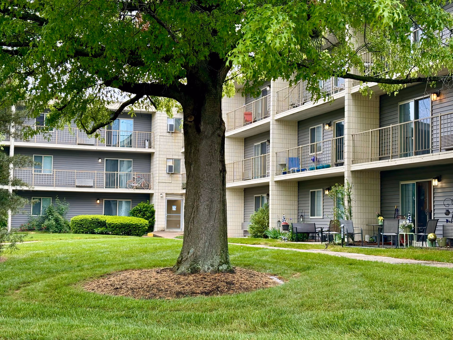 A large tree in the center of a grassy courtyard surrounded by a multi-story senior living apartment building with balconies and patio furniture.