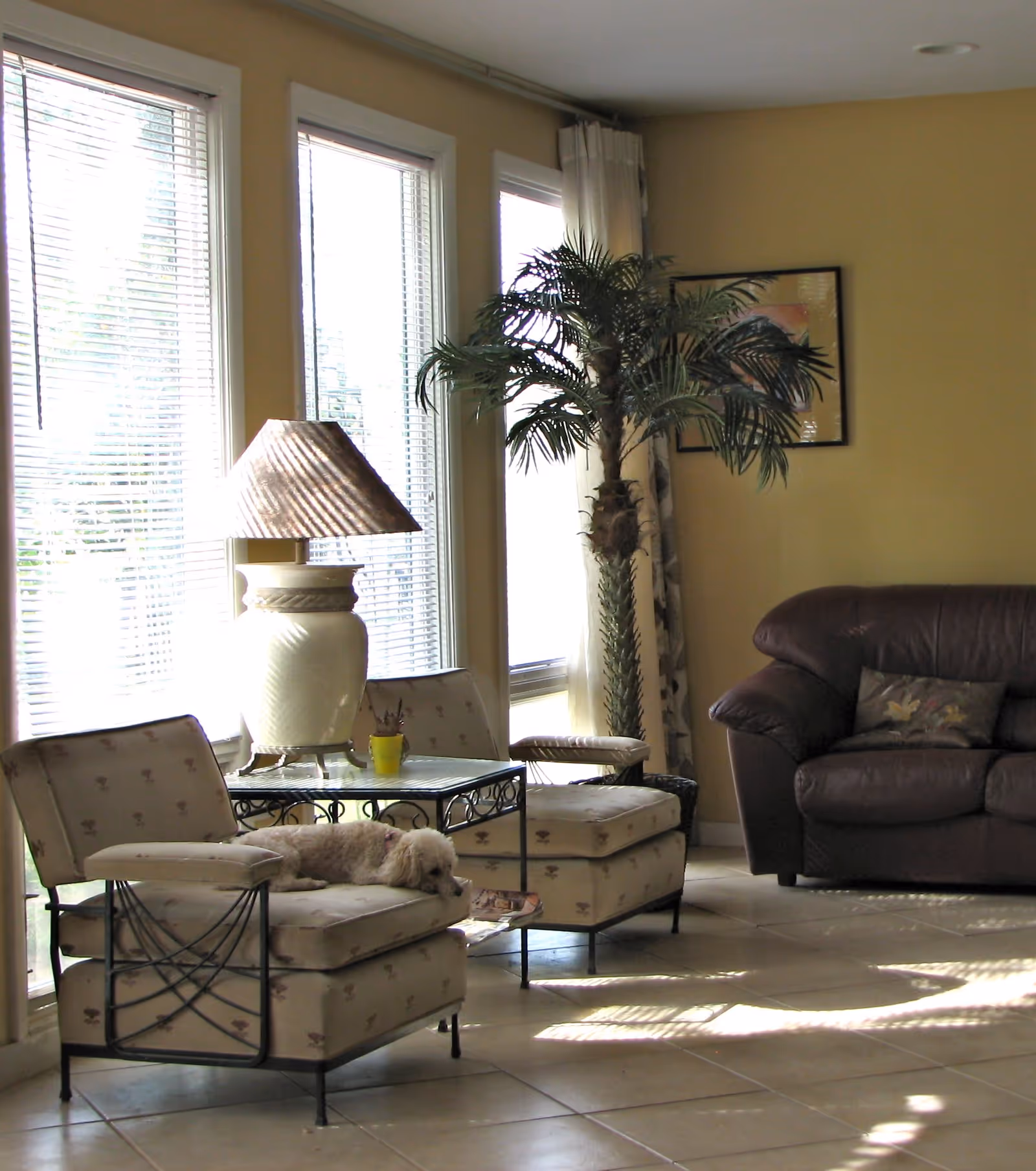 A cozy living room with large windows letting in natural light. There are two cushioned chairs with a small table and lamp between them. A small dog is lying on one of the chairs. A tall potted plant and a dark brown leather sofa with a decorative pillow are also visible. The walls are painted yellow and there is a framed picture hanging on the wall.