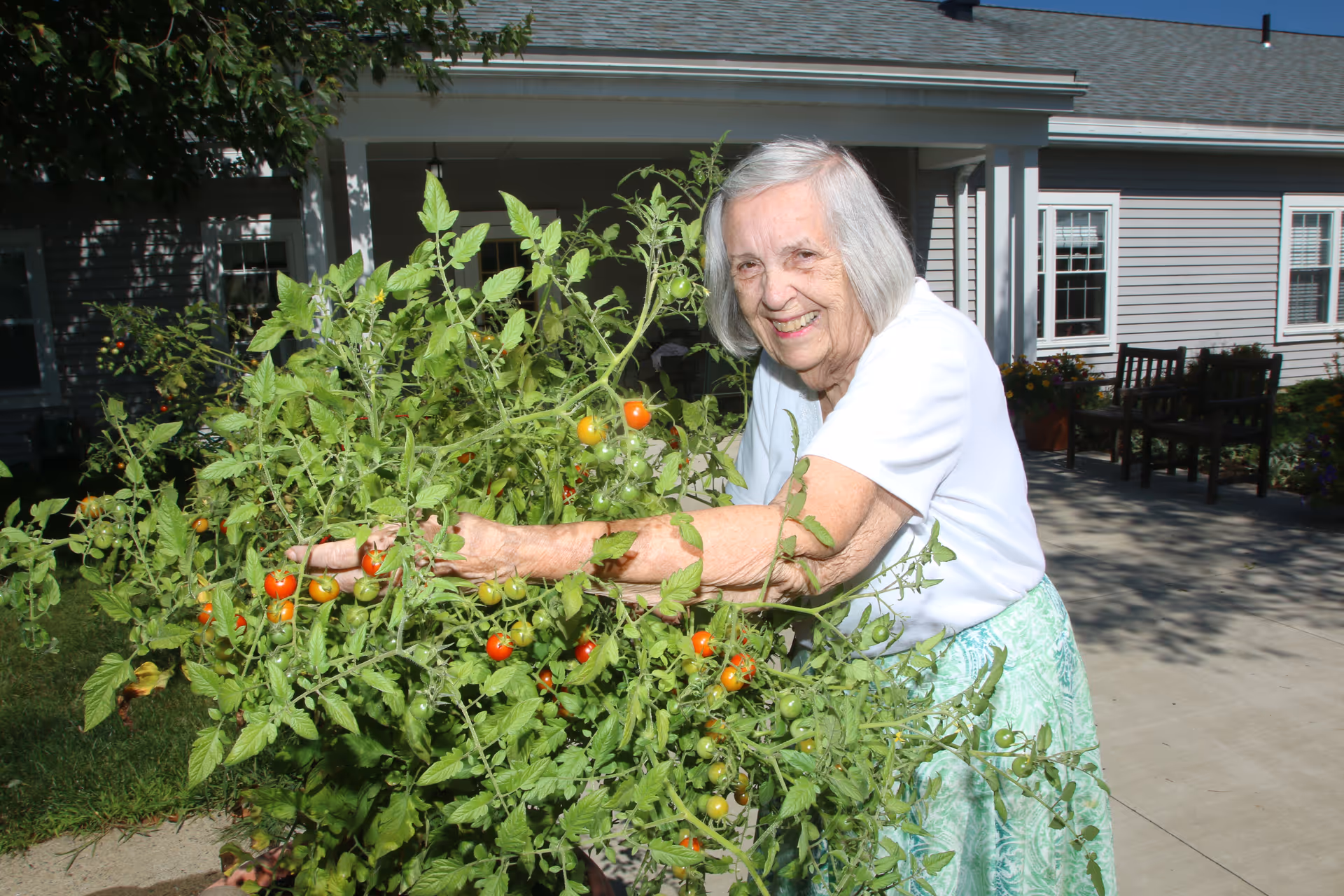 An elderly woman with gray hair wearing a white shirt and green patterned skirt is smiling and tending to a large tomato plant with ripe red and green tomatoes outside a residential building.