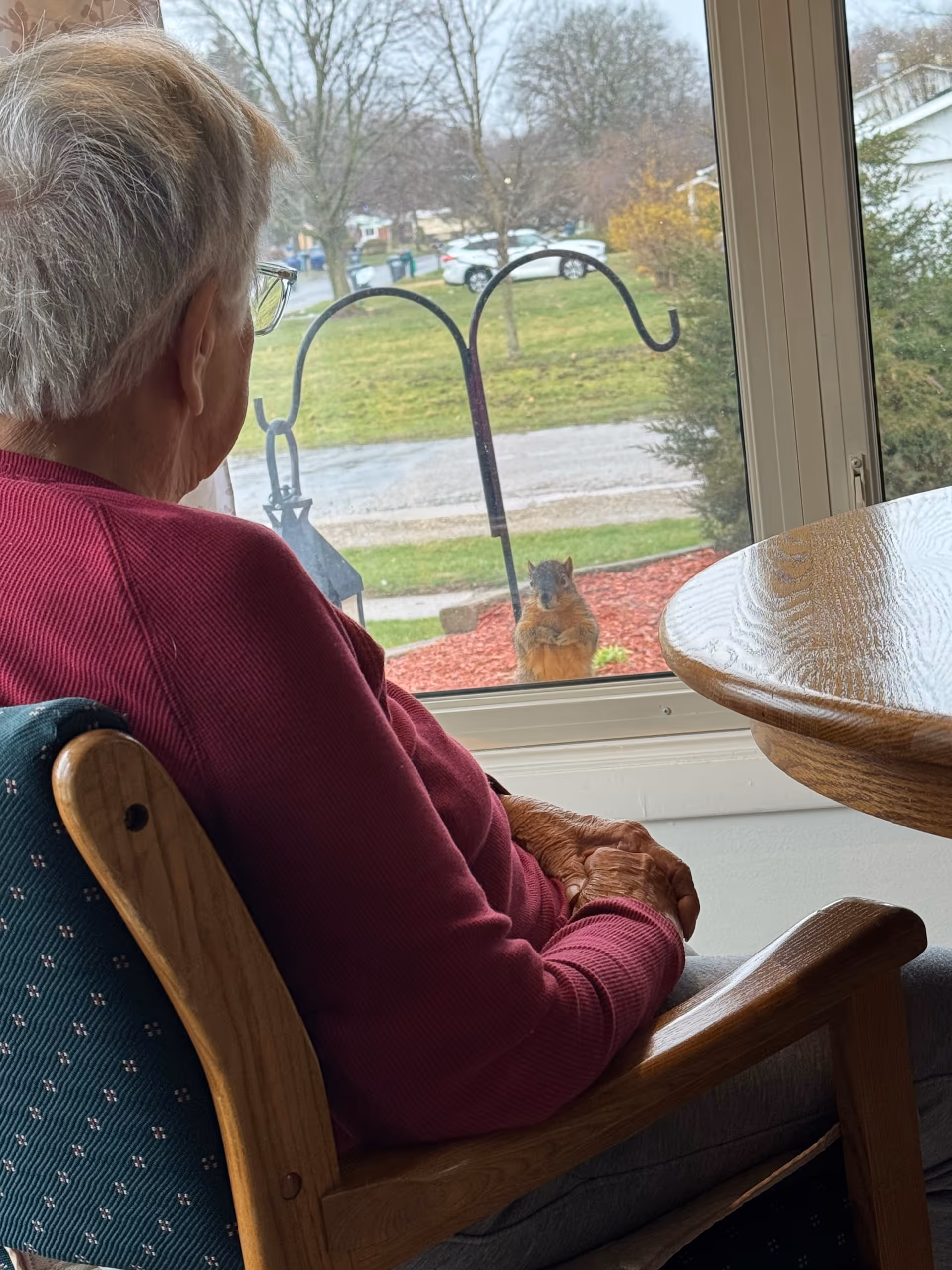An elderly person with short gray hair and glasses, wearing a maroon sweater, sits in a wooden chair indoors looking out a window at a squirrel standing on the ground outside. A round wooden table is partially visible to the right, and outside there is a grassy area with some trees and parked cars in the background.