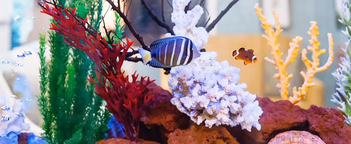 Close-up view of a colorful aquarium with two tropical fish swimming among artificial coral and aquatic plants inside a senior living facility.