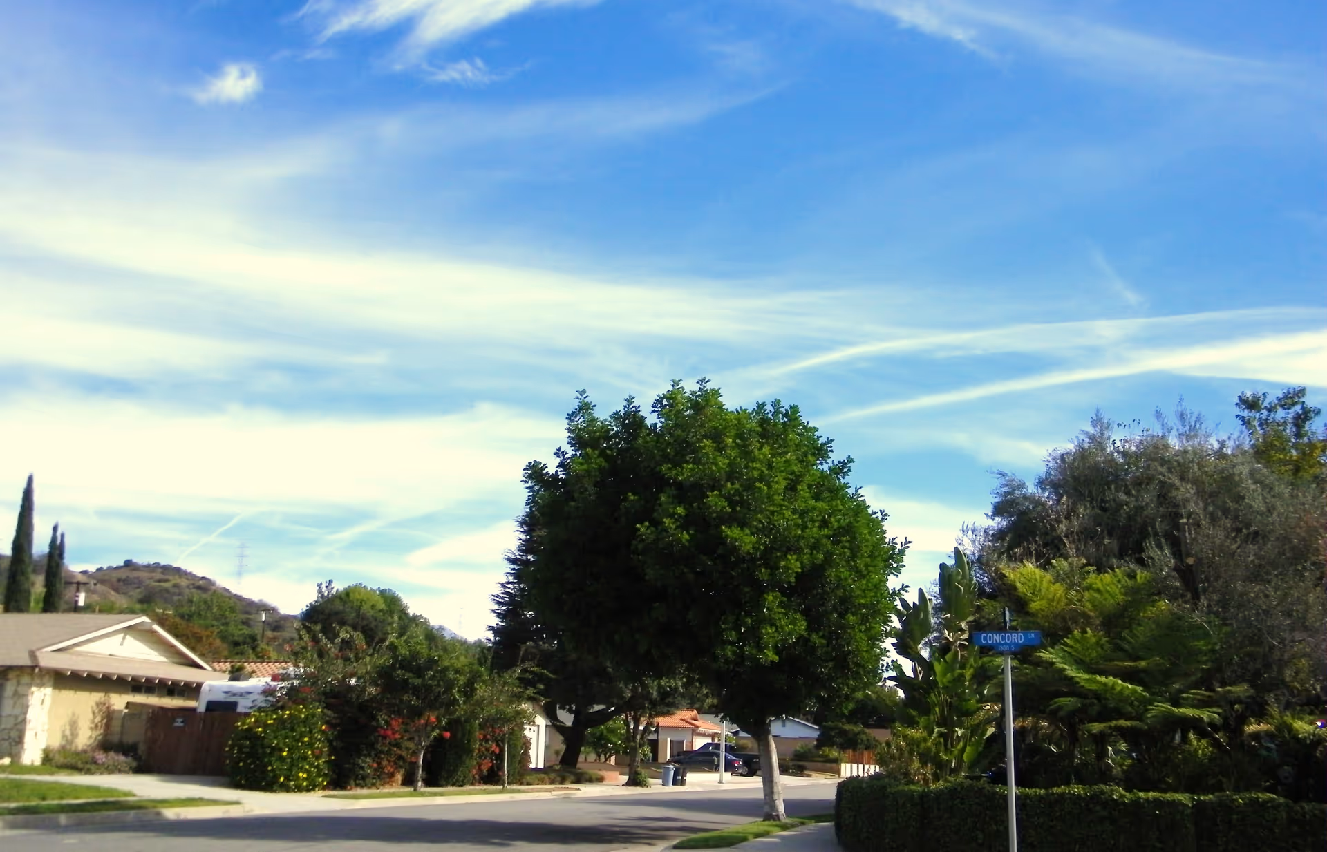 Suburban street scene with houses, a large leafy tree and a bright blue sky with wispy clouds.