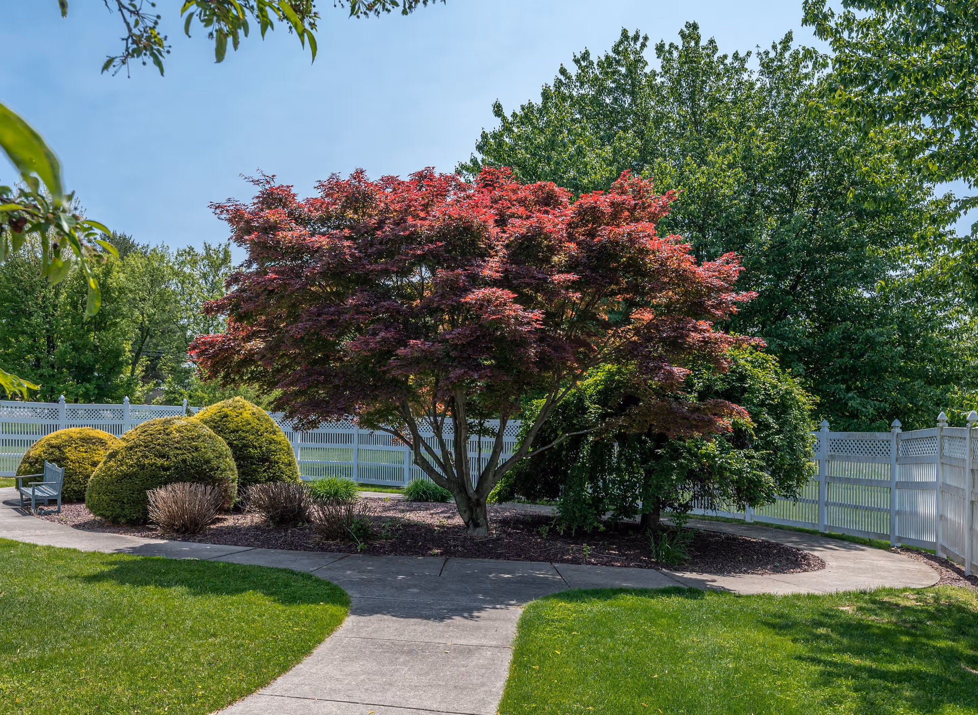 A landscaped outdoor garden area with a concrete pathway curving around a central tree with red leaves, surrounded by green bushes and trees, enclosed by a white fence under a clear blue sky.