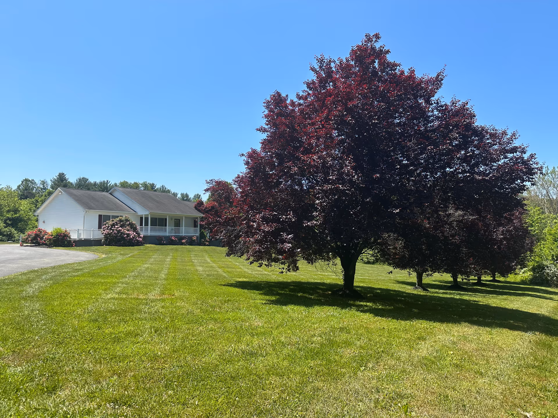 A single-story white house with a porch surrounded by a well-maintained lawn and several trees with dark red leaves under a clear blue sky.
