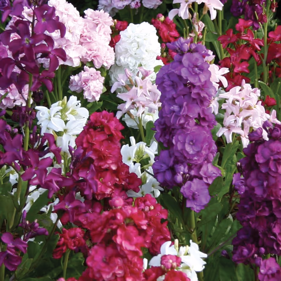 Close-up view of a vibrant flower garden featuring clusters of purple, pink, white, and red flowers with green leaves.