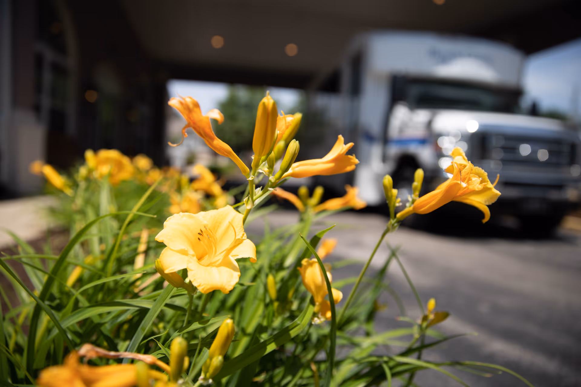 Close-up of yellow daylilies blooming in a garden bed near a driveway with a white shuttle bus parked in the background under a building overhang.