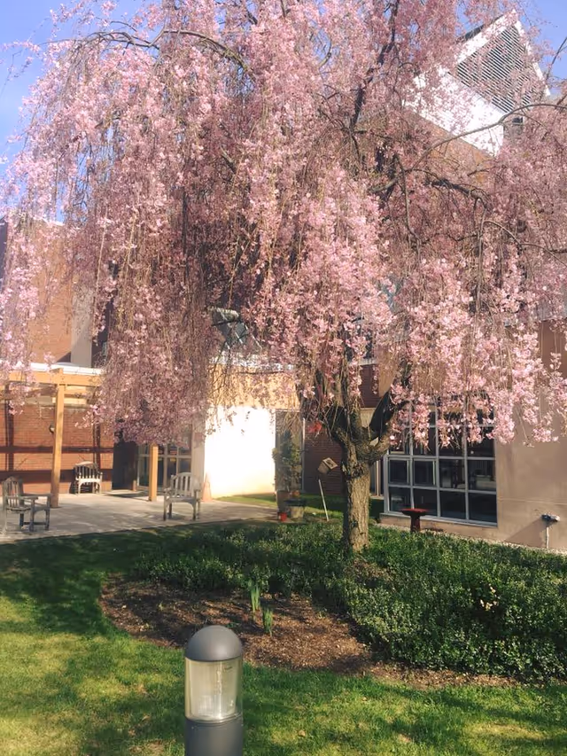 A courtyard with a large pink-flowering tree, benches, and a building facade in the background.