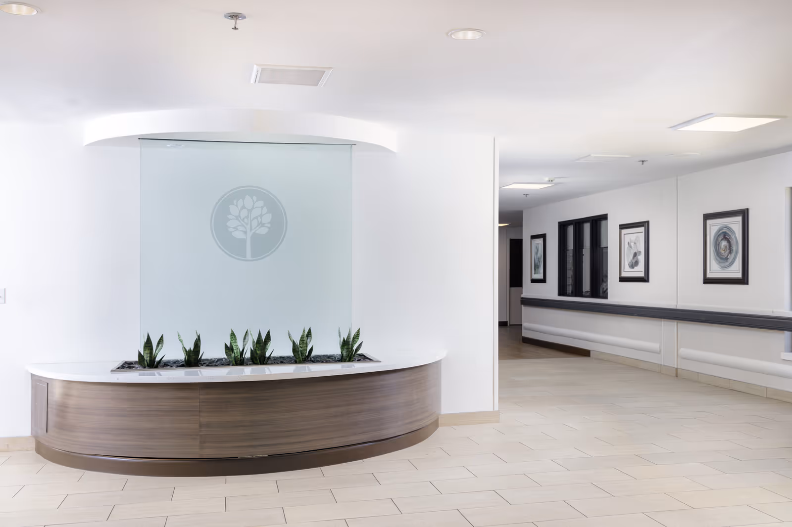 Bright senior living lobby with a curved wooden reception planter, frosted glass panel with a tree logo, and a hallway adorned with framed artwork.