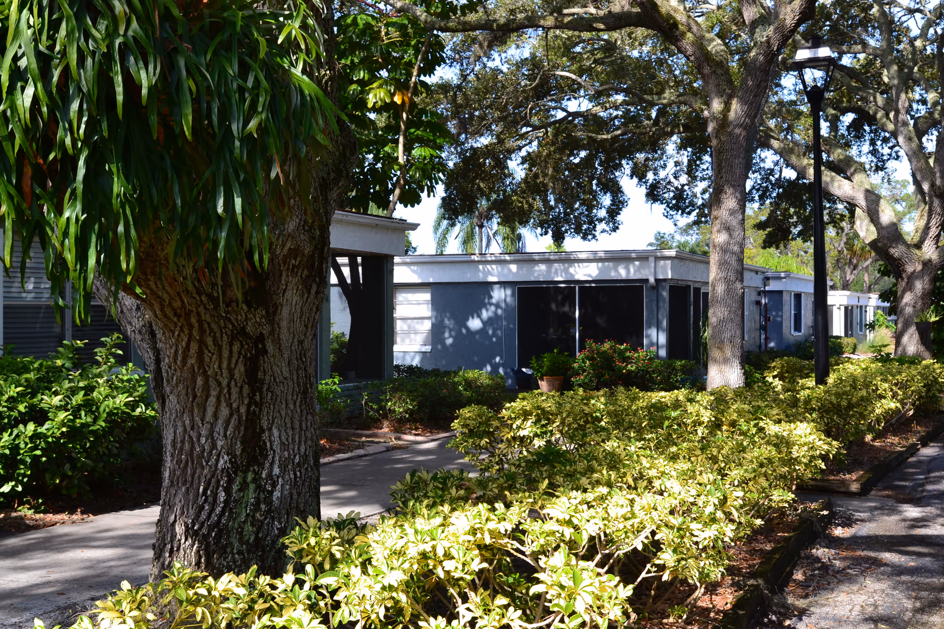 A single-story senior living building with a shaded sidewalk, large oak trees, and low hedges in front.