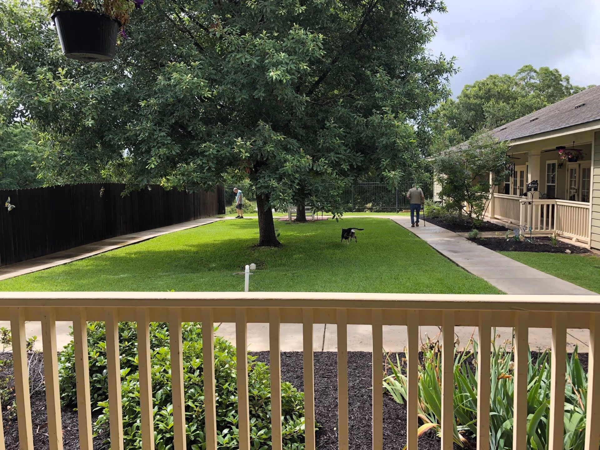 View of a green outdoor courtyard area with a large tree in the center, a black dog walking on the grass, two people walking on the paved pathways, and beige buildings with porches on the right side. There are plants and mulch beds in the foreground and a hanging plant pot visible at the top left.