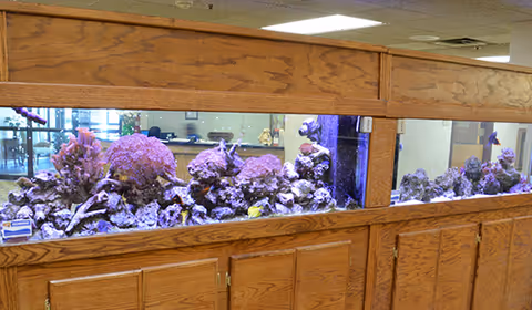 Long built-in saltwater aquarium with coral and rocks set in wooden cabinetry inside a facility common area.