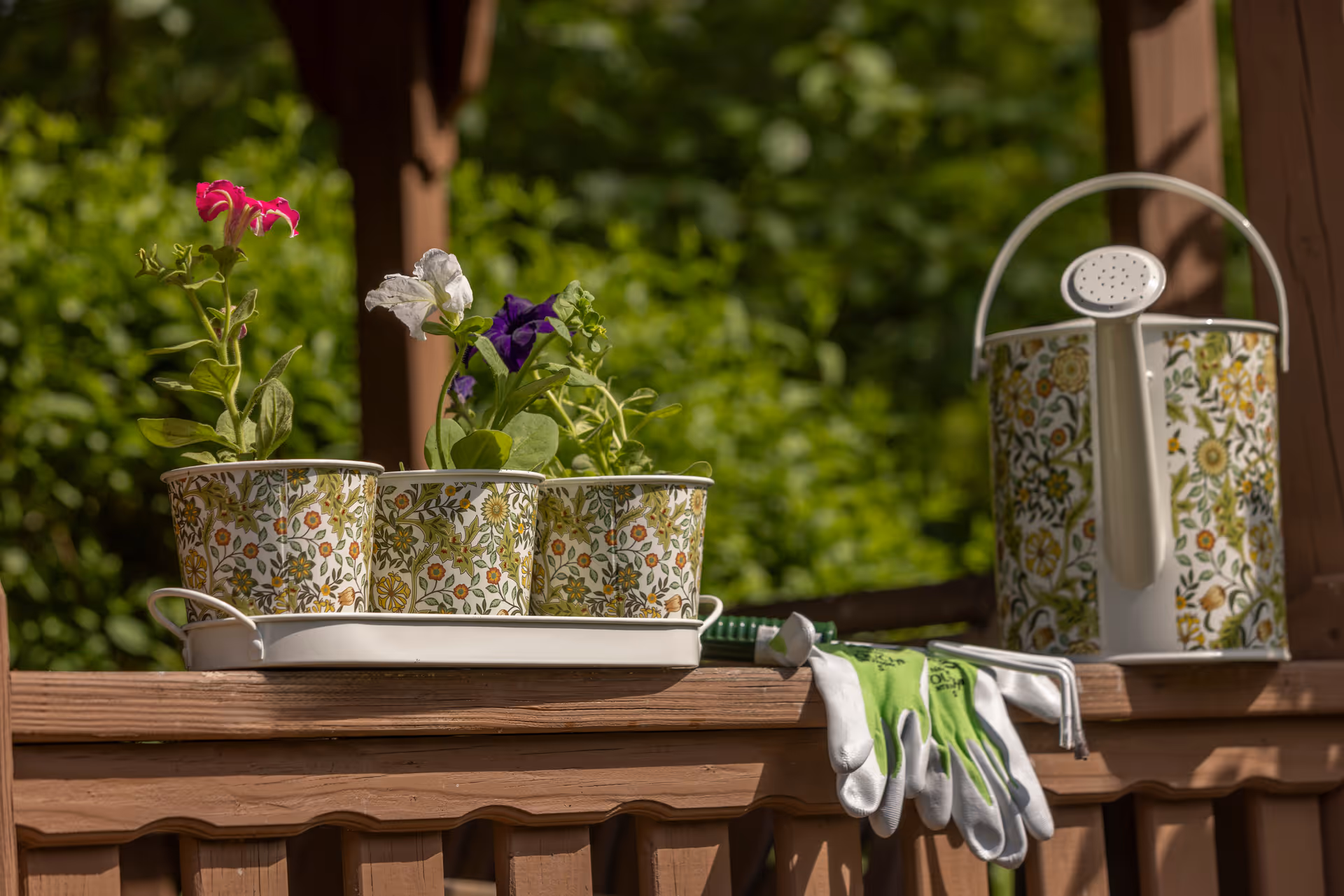 Three small flower pots with colorful flowers placed on a white tray on a wooden railing, next to a floral-patterned watering can and a pair of green and white gardening gloves, with green foliage in the background.