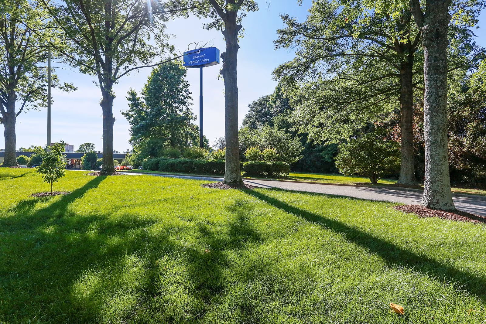 A sunny outdoor scene at Silverleaf Senior Living featuring a well-maintained grassy area with several large trees casting long shadows. In the background, there is a tall signpost with a blue sign that reads 'Silverleaf Senior Living' and a driveway or road curving through the greenery.