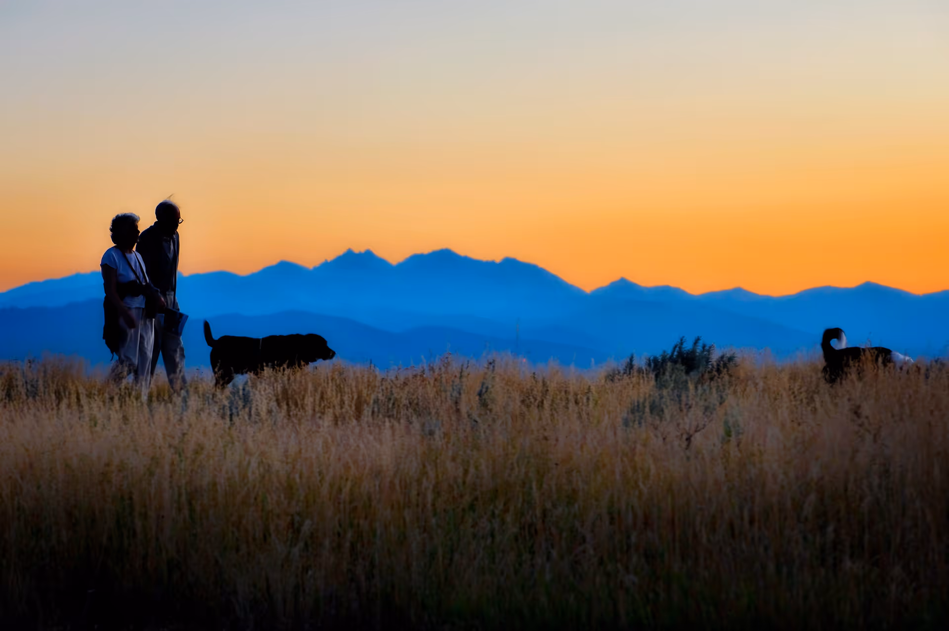 Two people and two dogs walking through tall grass with layered blue mountains and an orange sunset sky.