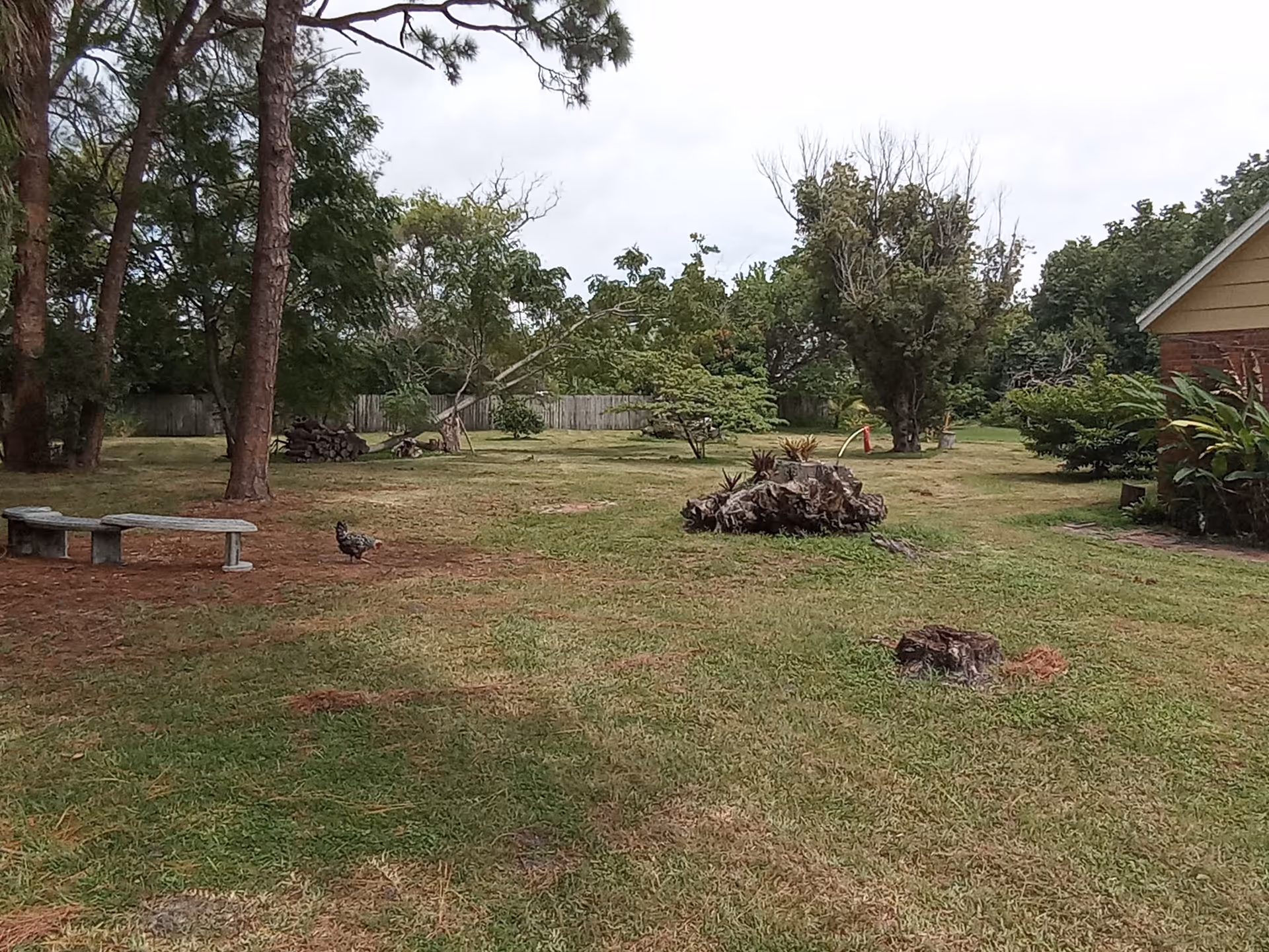 A grassy outdoor area with scattered trees and bushes, a wooden fence in the background, a stone bench on the left, a tree stump with plants growing on it in the center, and part of a building with yellow siding and brick on the right.